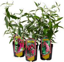 Fjärilsbuske 'Buddleja' Mix Ø17 cm